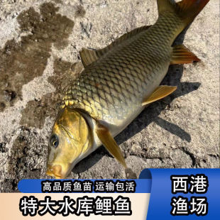 ���|�S������~����ˮ���~��������ں����~�����ɻ����~�tβ���~