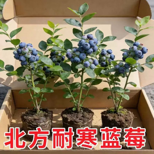 �ؼ��{ݮ������k���҃��̨�����ش�̖l25�������ϱ����ļ��Gֲ