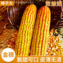 ���׷N�� ���}��̖ɽ�^�Nֲϡֲ���L26-30cm���׷N��