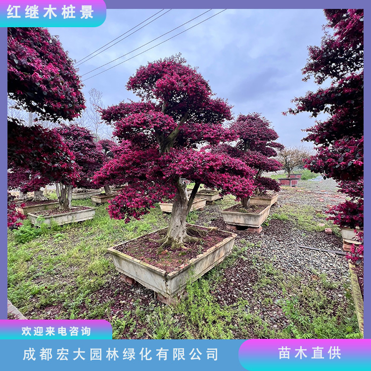 红花继木桩头造型优美红花继木苗木基地批发价格美丽现挖现包现发
