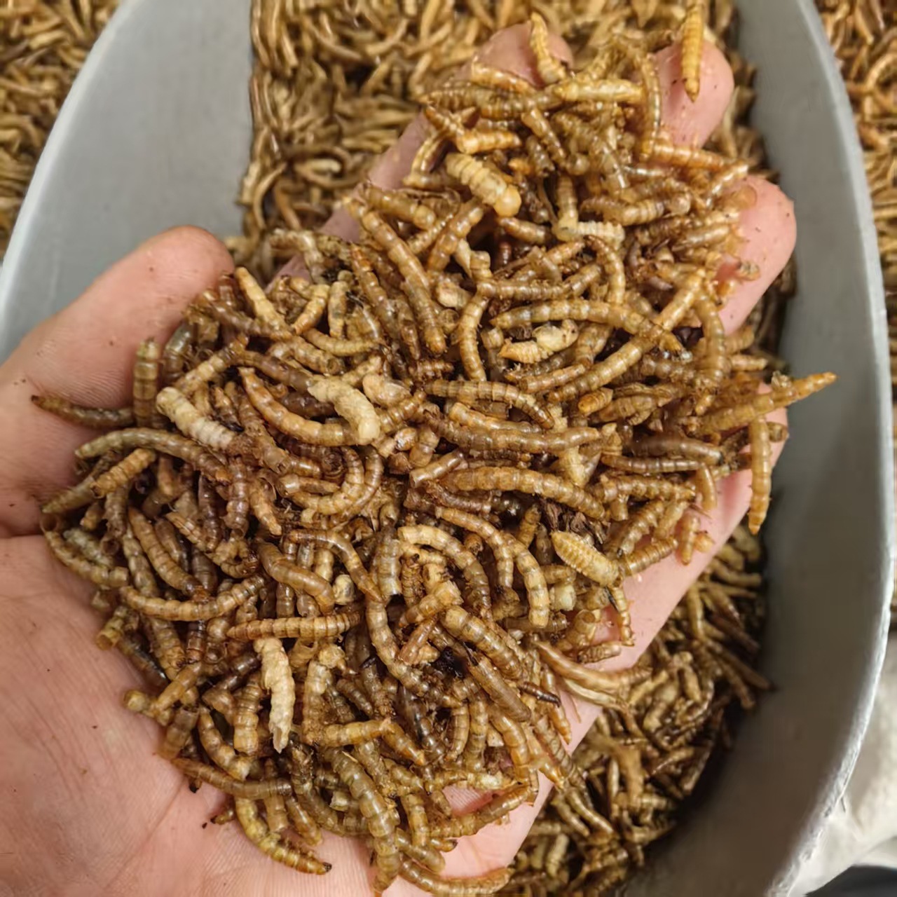 Dried Yellow Mealworms Tenebrio Molitor 500g Natural Sun Dried Feed for Ornamental Fish Birds and Hamsters quality and texture