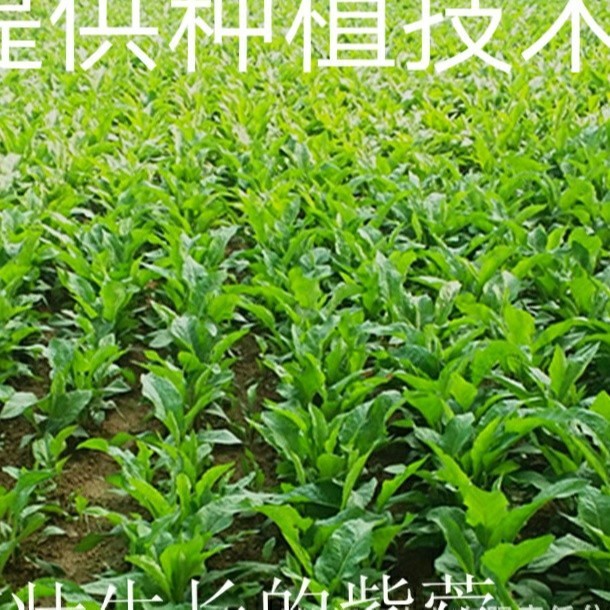 （一手货源）批发紫苑种苗提供技术回收药材紫苑