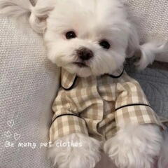 韓国版ペット幼犬子犬犬パジャマテディ比熊雪納瑞博美人形服春夏服