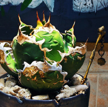 {LmڳBɳֲ̨҃ȸ߶˾ƷSҫ۾Gֲ