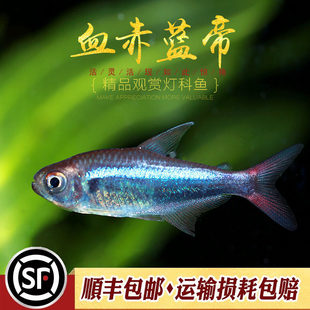 �tβ�����{��Ѫ������m���{������Ѫ������{��С�ͻ��wȺ�Ο��~