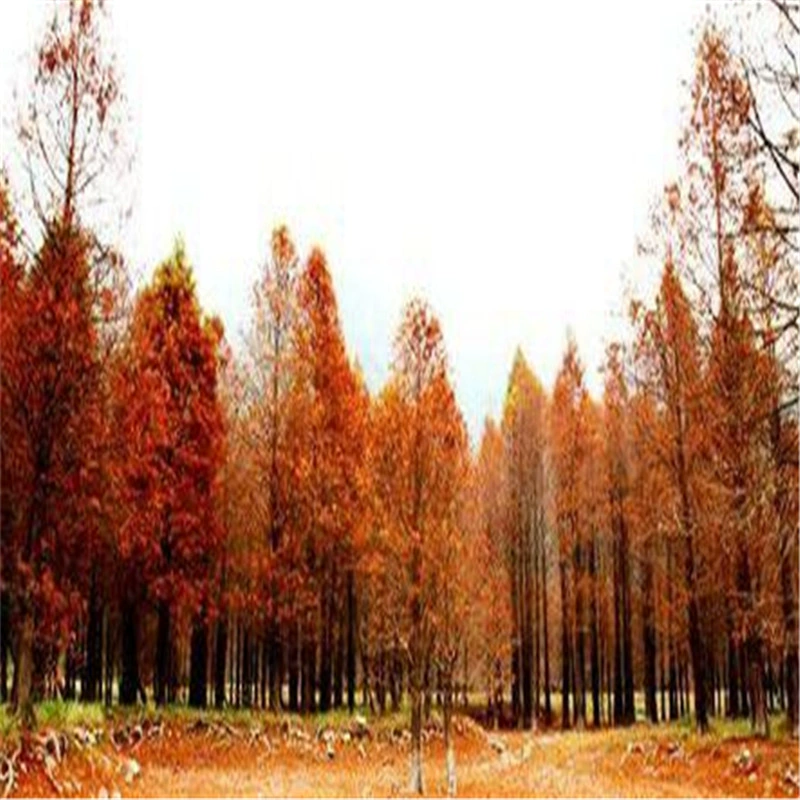 Оптовая Рассада Сычуань Секвойя Живописный район Проект озеленения водно-болотных угодий Рассада Секвойи Североамериканская Секвойя Пейзаж Деревья
