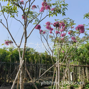 �V�|�ϻ��L�ľ ����ֲ�� �����L���� ��t���ľ �ۻ��L�ľ��