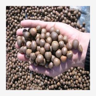 Green Tea Seeds, Special Early Tea Seeds, Cold-Resistant Tea Seeds, Tea Tree Seeds, Various Tea Seeds, Sowing Seeds