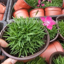 �����Wʯ����  ɽ�|���ݲݻ����جF؛�Wʯ������С���ͺ����Wʯ��