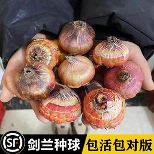 Dutch Imported Gladiolus Bulbs Perennial Bulb Flower Gladiolus Bulb Potted Seeds Flower Four Seasons Courtyard