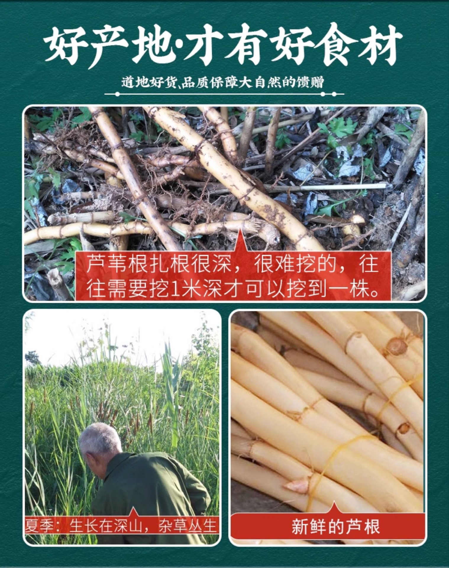 Dried Reed Rhizome Lu Gen 500g Wild-Harvested Reed Root Slices for Herbal Tea and Decoction specifications