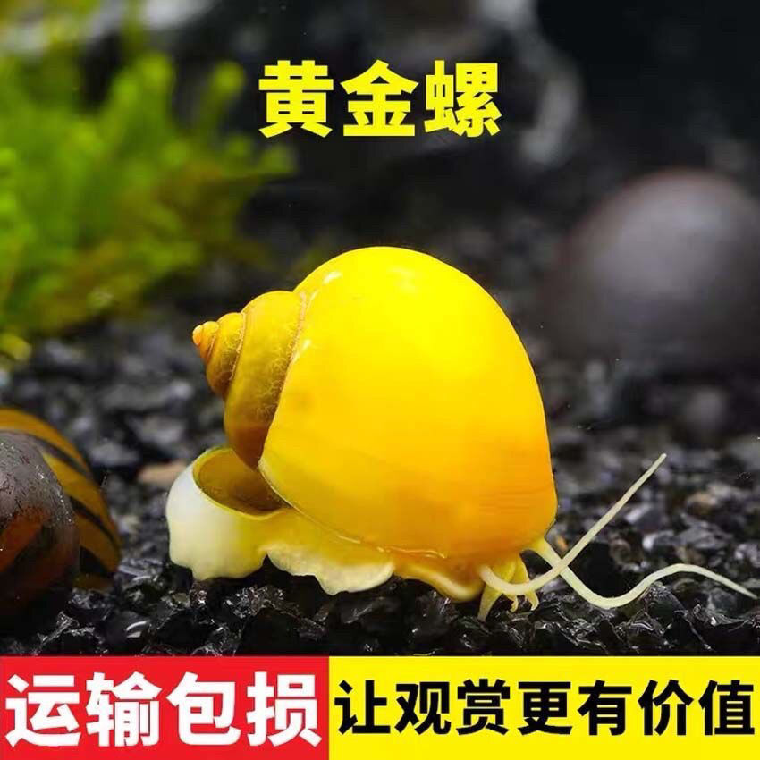 Aquarium Watch Lo zebra Eggs tool Apple snails Gold Lo Purple snails Peter Jackson's King Kong