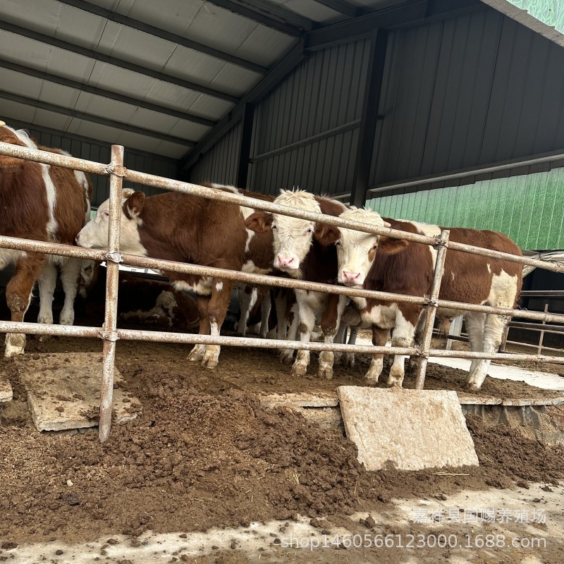 肉牛苗 西门塔尔牛苗现货批发西门塔尔肉牛犊 杂交黄牛养殖