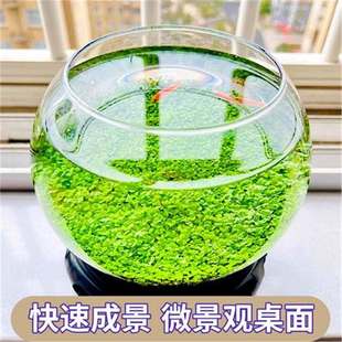 Aquatic Seeds, Ecological Fish Tank Glass Bottles, Household Aquatic Grass Mud, Hydroponic Plants, Four-Season Landscaping Package, Easy to Grow for Novices