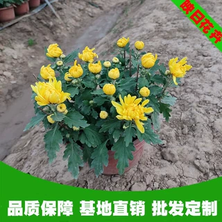 秋季开花国庆开花广场庆典鲜花菊花种植基地秋菊带花苞国庆菊盆栽