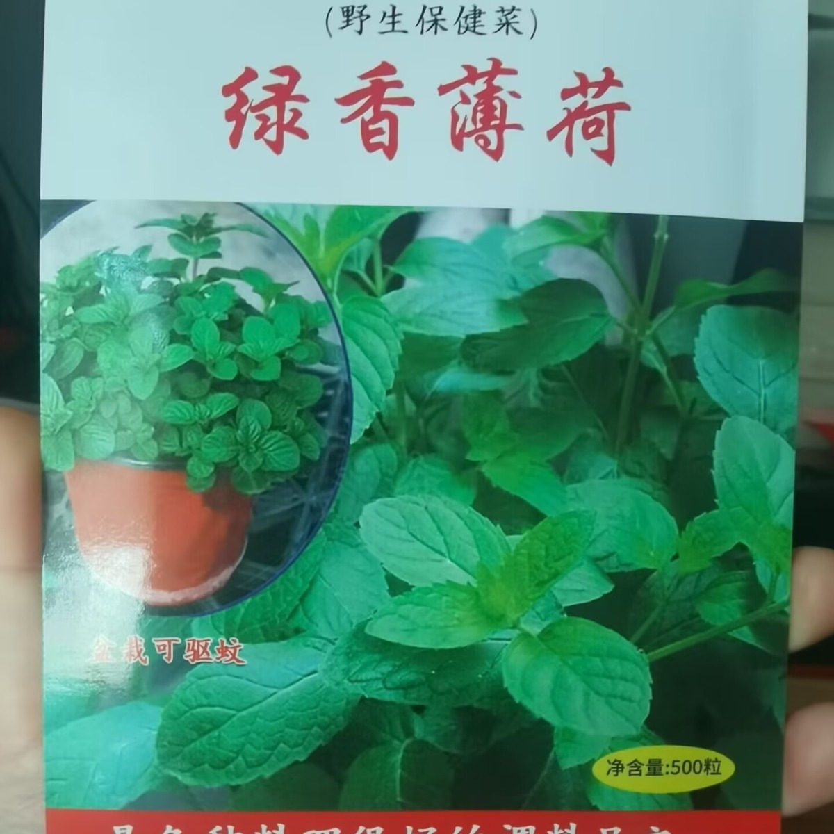 绿香薄荷种子四季野菜调料中草药种子薄荷籽药食两用驱蚊虫薄荷