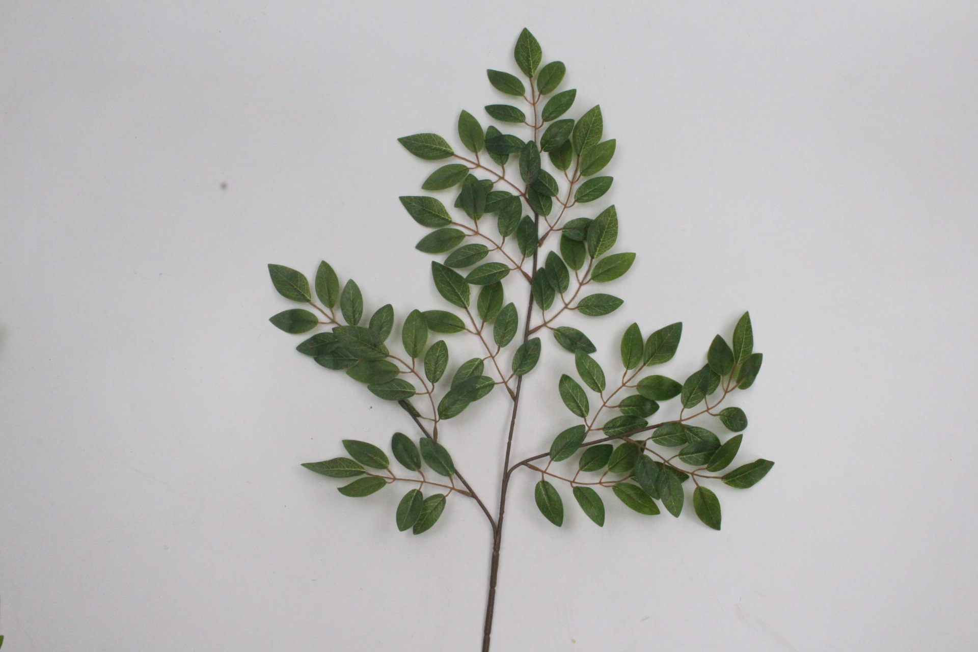 豆花叶三叉枝 (4).JPG