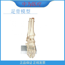 �О��t�������_���t�ùǿƌ���������ʾ�̔[����Ʒ���ģ��