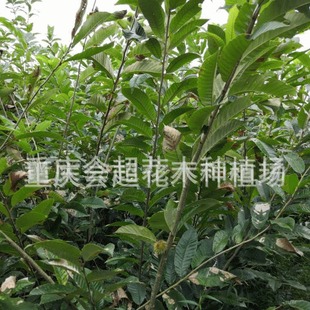 Supply of Chestnut Seedlings, Grafted Chestnut Seedlings, Luotian Large Chestnut Chestnut Seedlings Base, Large Quantity, Preferential Fruit Trees, Fastened