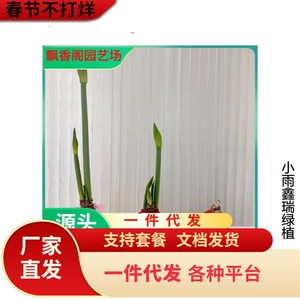 Zhu Ding Red и Red Ball стебли против Zilian Nan Clivia Indoor Bonsai Bonsai почва Семена Чжу