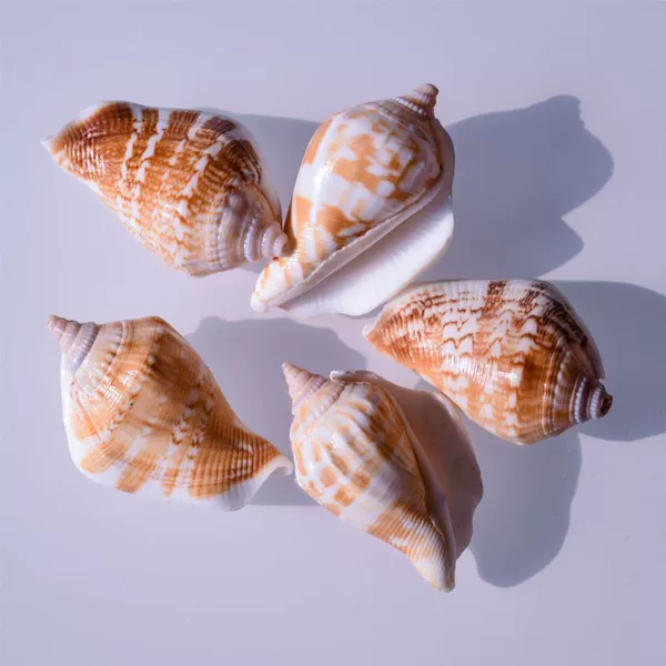 8 white-mouthed snails 3-4 cm