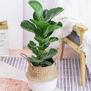 Fiddle Leaf Fig Large Leaf Potted Plant Living Room Office Scandinavian Internet Celebrity Green Plant Easy to Grow Florals Evergreen All Year Round Absorbing Formaldehyde