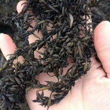 批发特产羊栖菜海带昆布长寿菜海菜海藻海菜海产品水产干货野生