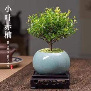 ��z�ľ����С�~����辰���ͽ�z�ľ�辰С�~�E骘�������ȩ