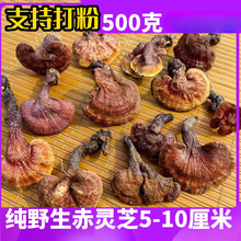 Ұ֥Ұ`֥Ƭ֦`֥500g]؛