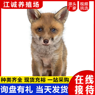 �׺�ѩ�����w���̻���ﮐ���˹��Bֳ��ֳ����ں����|������