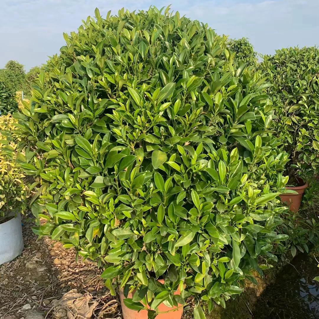 非洲茉莉球灰莉球室内室外大绿植花卉四季常青茉莉庭院公园绿篱树
