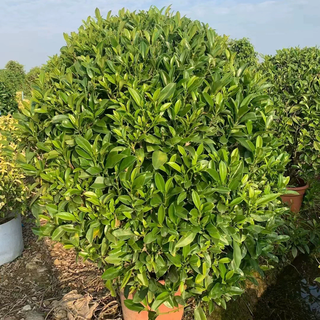 Африканский жасмин мяч серый шар крытый и открытый большие зеленые растения цветы вечнозеленый Жасмин двор парк живая изгородь дерево