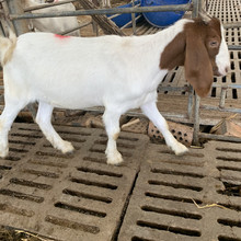 今日波爾山羊價格波爾山羊和小尾寒羊的區別波爾山羊價格