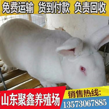 活体肉兔批发价格 山东厂家现货供应怀孕新西兰肉兔 肉兔养殖