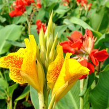 基地出售 精品各种美人蕉 花海花坛花镜打造工程苗 庭院小区观赏