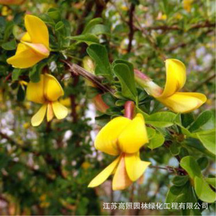 �\�u����z�S��ȸ�䘶���绨��ֲ���҃�����B��ȸ÷����