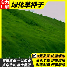 高羊茅绿化护坡草籽批发草美国四季青草坪种子黑麦草籽狗牙根草种