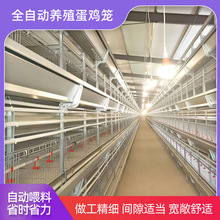 H型鸡笼养殖场鸽子笼蛋鸡笼肉鸡层叠式自动肉鸡A型鸡笼多层鹌鹑笼
