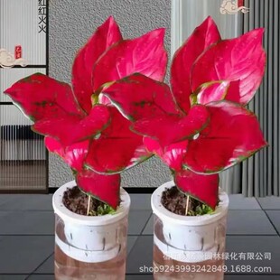 �����t����ʺ������С�����ļ����B�Gֲ�������ȩ���ܰlؔ��