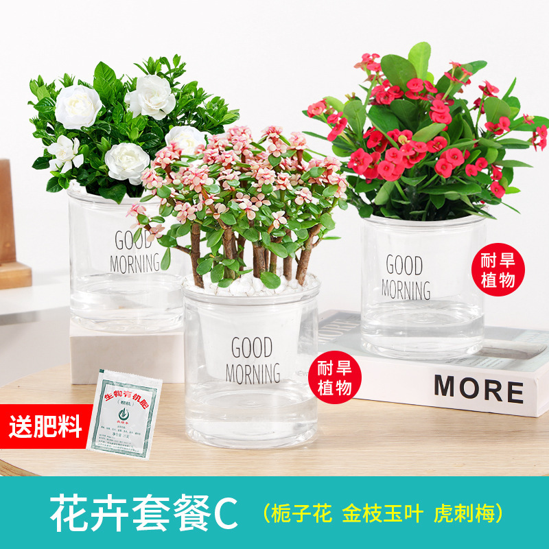 사계절 피는 치자나무 3화분 + 황금가지 + 호랑이가시자두 + 무비비꽃석