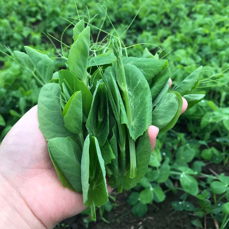 四川の特産品の新鮮な野菜のエンドウ豆の先のエンドウ豆の苗の3斤は郵便でスープを煮て鍋の季節の野菜を煮ます。|undefined
