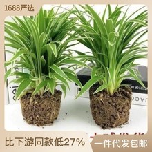 吊兰批发四季种植金边金心花卉花盆栽绿植阳台客厅办公室养好代发