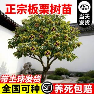 ����������ش�̖�޽����t�۰���������B���ϱ����Nֲ����Y��