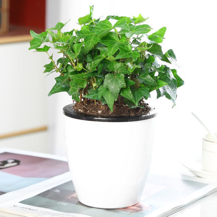 부티크 120 # 아이비 15-20cm [게으른 분지] + 영양 용액