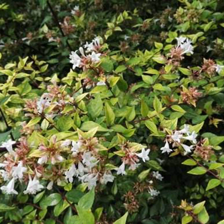 Базовый популярный товар: саженцы, золотистый лист, большой цветок, шестисторонняя древесина, инженерная и ландшафтная древесина с золотистым листом, шестисторонняя древесина по отличной цене.