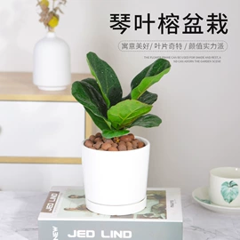 盆栽;灌木;种子