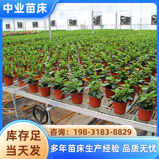 �����ݮ�����紲䓼��Ƅ�ʽ�֓u���ܾW�S�Ҵ�����ܻ��Լ�������