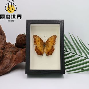 Real Butterfly Specimen Photo Frame Butterfly Wing Spreating Desktop Ornaments Children's Popular Science Education Gift Exquisite Collection