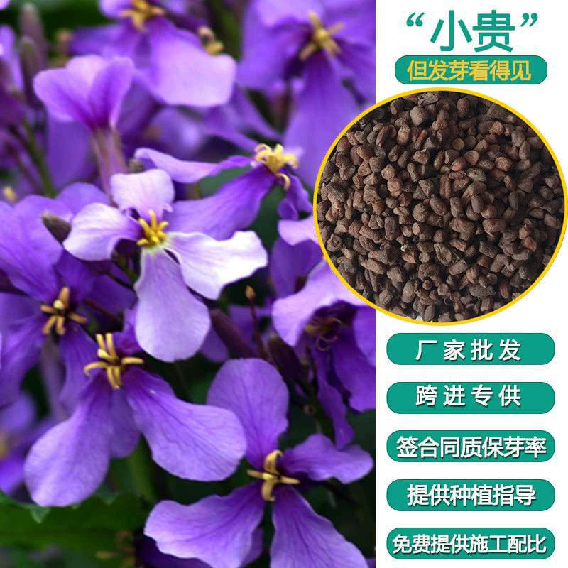 Семена и рассада четырехсезонных синих орхидей для садов и ландшафтного дизайна, оптовая продажа от производителя, прямая поставка, гарантированное прорастание