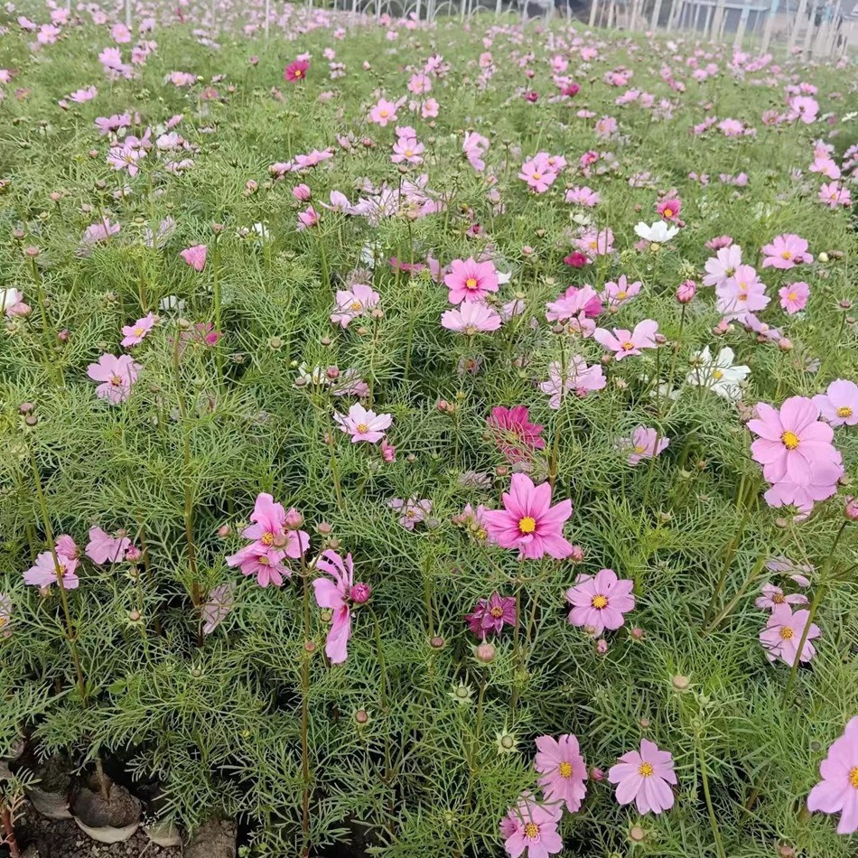 波斯菊10杯杯苗 格桑花 花境开花观花 地被植物 成都园林绿植批发